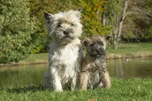 220222: Cairn Terrier dog and puppy outdoors