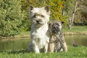 220222: Cairn Terrier dog and puppy outdoors