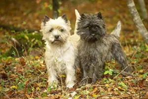 Cairn: Two Cairn Terrier dogs outdoors in the woods in autumn