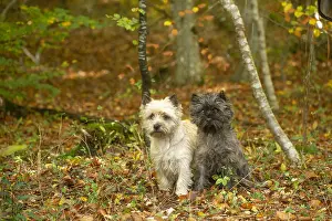 Cairn: Two Cairn Terrier dogs outdoors in the woods in autumn