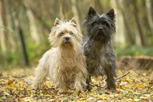 Cairn: Two Cairn Terrier dogs outdoors in the woods in autumn