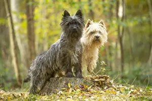 Cairn: Two Cairn Terrier dogs outdoors in the woods in autumn