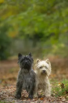 Cairn: Two Cairn Terrier dogs outdoors in the woods in autumn