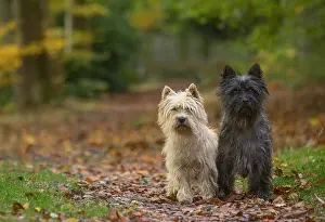 Cairn: Two Cairn Terrier dogs outdoors in the woods in autumn