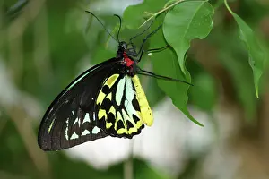 Birdwing: Cairns Birdwing Butterfly