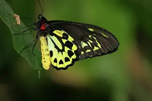 Birdwing: Cairns Birdwing Butterfly