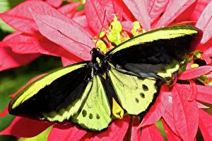 Birdwing: Cairns Birdwing Butterfly
