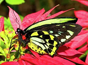 Birdwing: Cairns Birdwing Butterfly