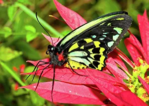 Birdwing: Cairns Birdwing Butterfly