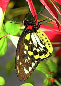 Birdwing: Cairns Birdwing Butterfly