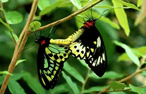 Birdwing: Cairns birdwing butterfly - mating