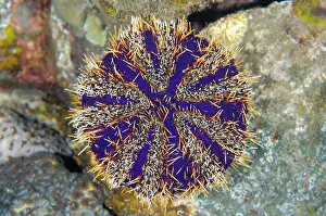 Spine: Cake Sea Urchin - Ghost Bay dive site, Amed, Karangasem