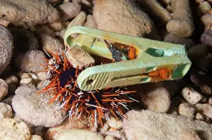 Rubbish: Cake Urchin - decorated with laundry peg for protection