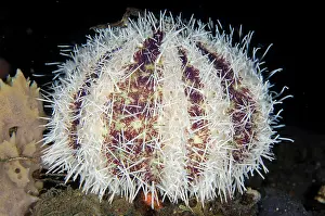 Cake: Cake Urchin TK1 dive site, Lembeh Straits, Sulawesi