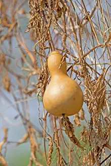 Gourds: Calabash fruit