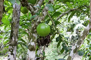 Calabash: Calabash Tree - & fruit