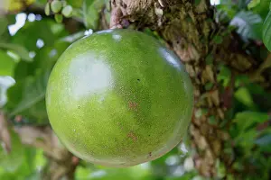 Gourds: Calabash tree - gourd / fruit