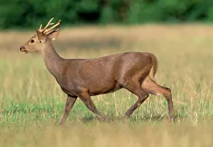 Calamian: Calamian Deer