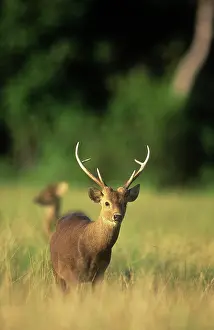 Calamian: Calamian Deer - endangered