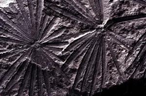 Whorl: Calamites Fossil