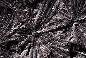 Whorl: Calamites Fossil