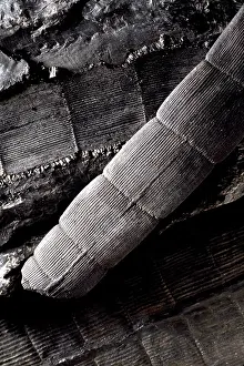 Horsetails: Calamites Fossil