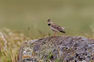 Calandra: Calandra Lark