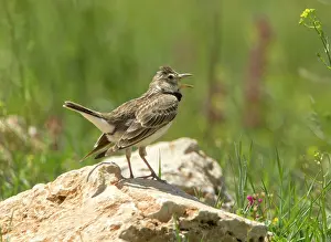 Larks: Calandra Lark - calling