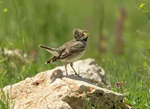 Larks: Calandra Lark - calling