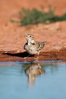 Calandra: Calandra Lark - drinking from pool