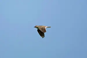 Larks: Calandra Lark in flight