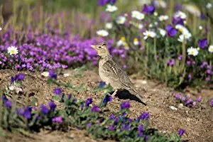 Baths: Calandra Lark - on ground covered in dust after