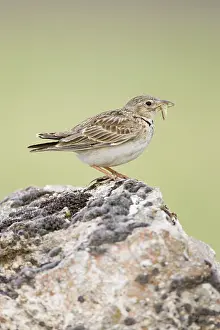 Calandra: Calandra Lark - Perched on stone carrying an insect