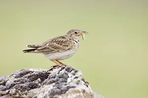Calandra: Calandra Lark - Perched on stone carrying an insect