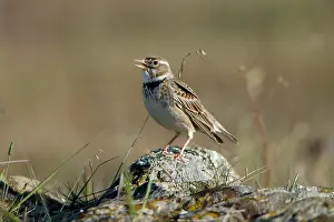 Calandra: Calandra Lark - perched on stone singing