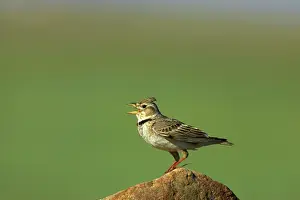Calandra: Calandra Lark - Singing