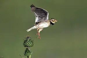 Larks: Calandra Lark - taking flight from thistle Castro