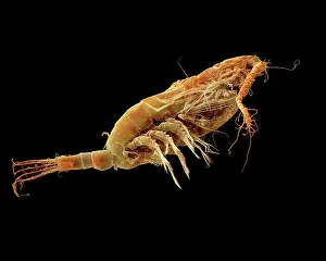 Zooplankton: Calanus finmarchicus