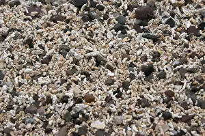 Fragments: Calcareous Beach Sand