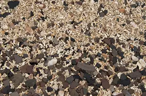 Calcareous: Calcareous Beach Sand