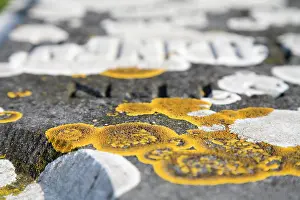 Helder: Calcareous Rimmed Lichen