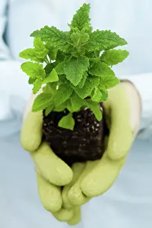 Hobbies: Calceolaria Plant