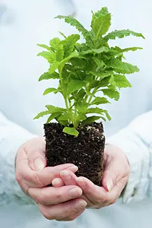Hobbies: Calceolaria Plant
