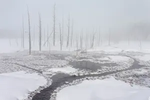 Tangled: Calcified trees at Tangled Creek in winter