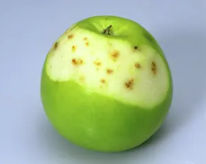 Malus: Calcium deficiency in an apple