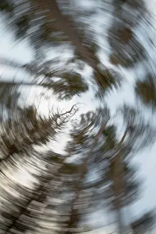 Caledonian: Caledonian Pine Forest blurred effect