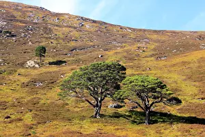 Caledonian: Caledonian / Scots Pine Trees - on hillside moor