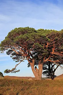 Caledonian: Caledonian / Scots Pine Trees - on hillside moor