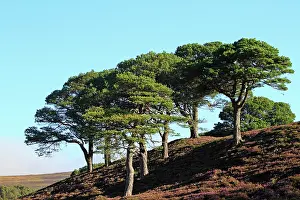Caledonian: Caledonian / Scots Pine Trees on Moor