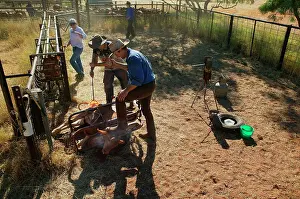 60km: Calf being branded.Bushy Park Cattle Station, 60km